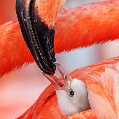 عکس‌های برگزیده مسابقه «عکاس حیات‌وحش»